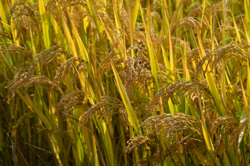 webwxgetmsgimg (12).jpg